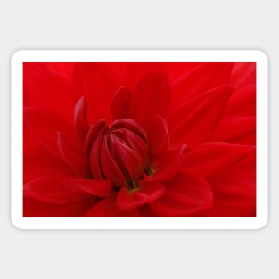 BRIGHT RED DAHLIA FLOWER Closeup Sticker